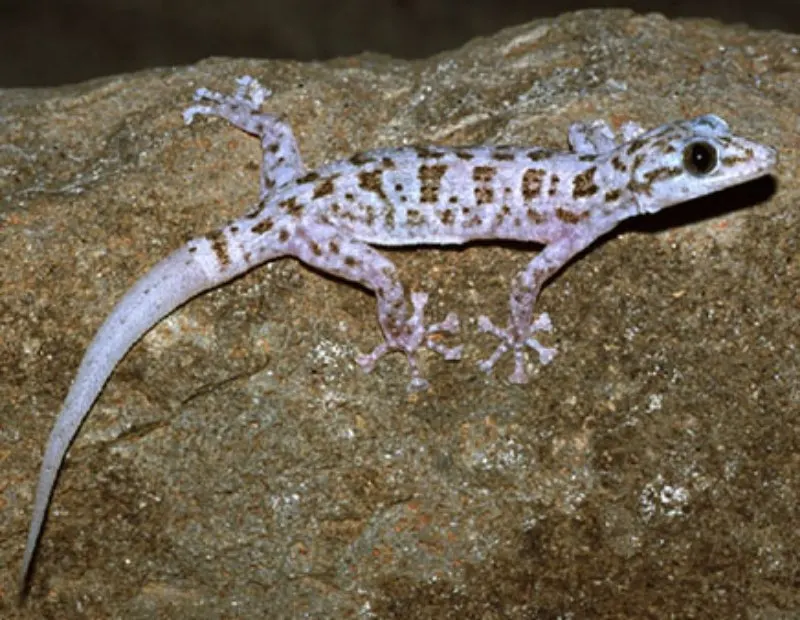 15 Animals that Start with X 10 Xantus Leaf-toed Gecko on a Rock