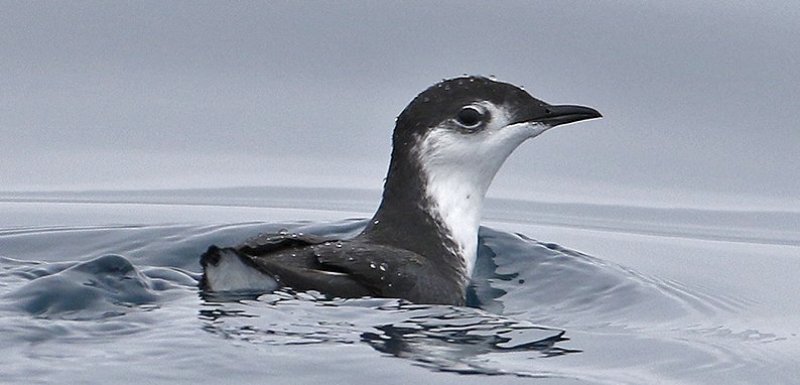 Xantus Murrelet