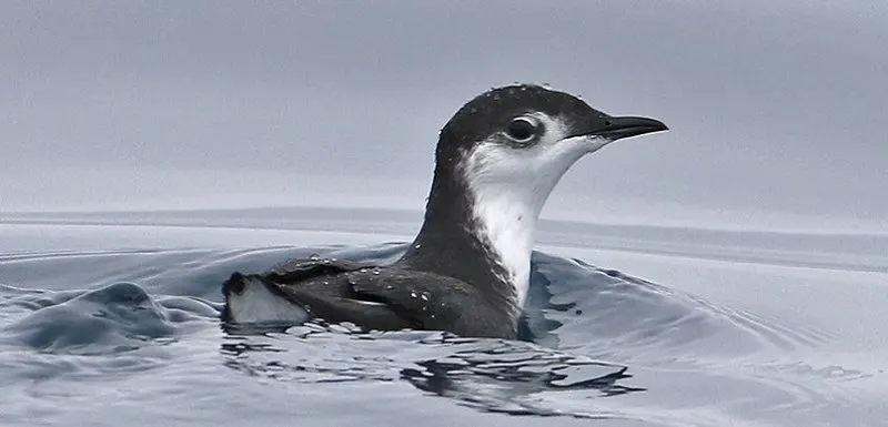 15 Animals that Start with X 14 Xantus Murrelet
