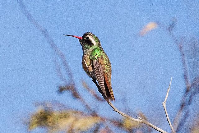 Xantus hummingbird