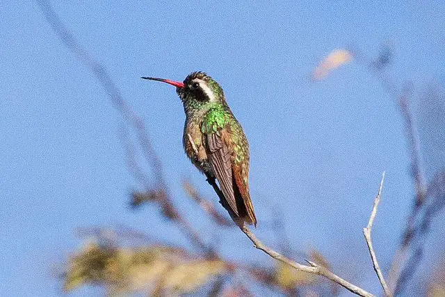 15 Animals that Start with X 3 Xantus hummingbird