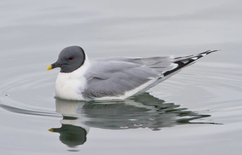Xeme Bird on Water