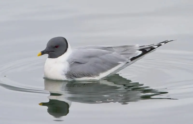 15 Animals that Start with X 6 Xeme Bird on Water