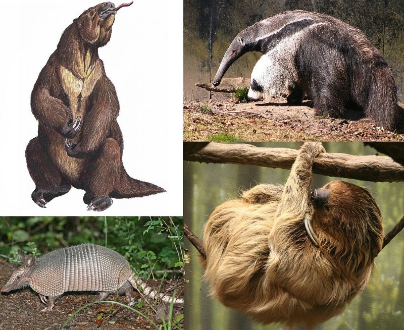 15 Animals that Start with X 15 Animals that Start with X