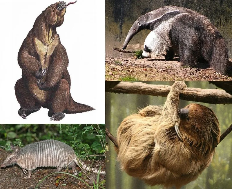 Various Xenarthra Animals