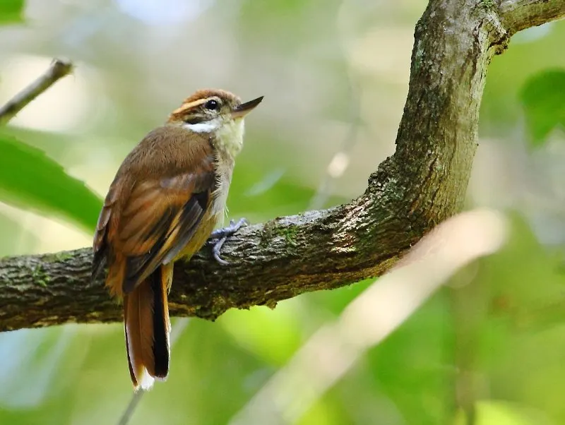 Xenops Bird on a Tree Branch