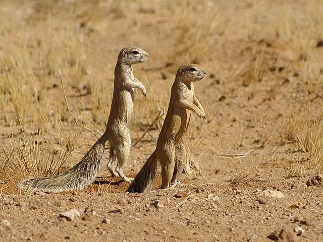 Xerus - African ground squirrel