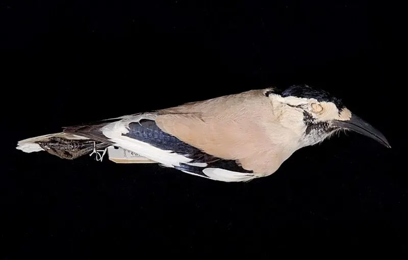 15 Animals that Start with X 12 Xinjiang Ground-jay