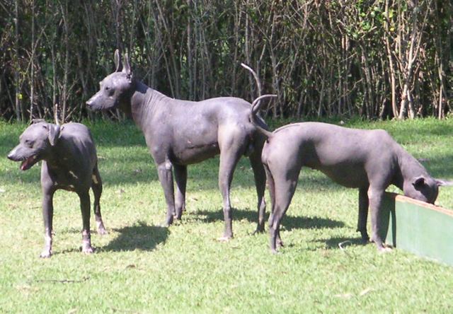 Xoloitzcuintle - animals that start with x