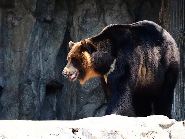 67 Fun, Interesting Bear Facts to Know 5 asiatic black bear facts