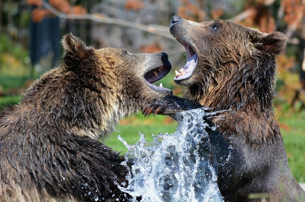 67 Fun Bear Facts that You Didn’t Know