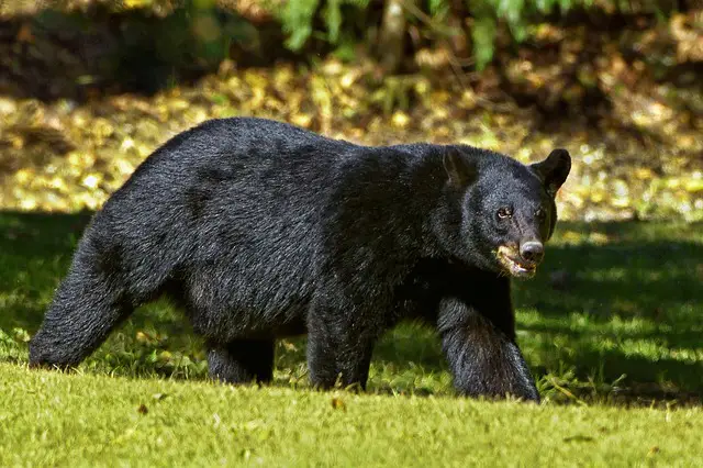 black bear facts