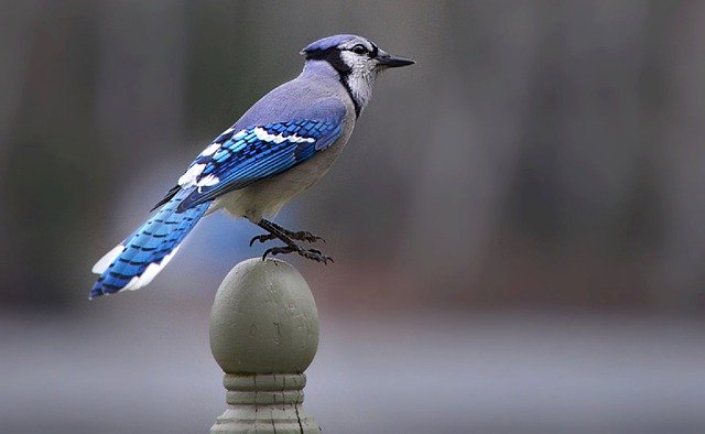 15 Three-Letter Animals You Need to Know 15 Three-Letter Animals You Need to Know