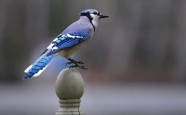 blue jay