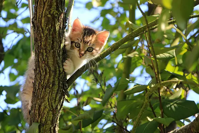 kitten on a tree