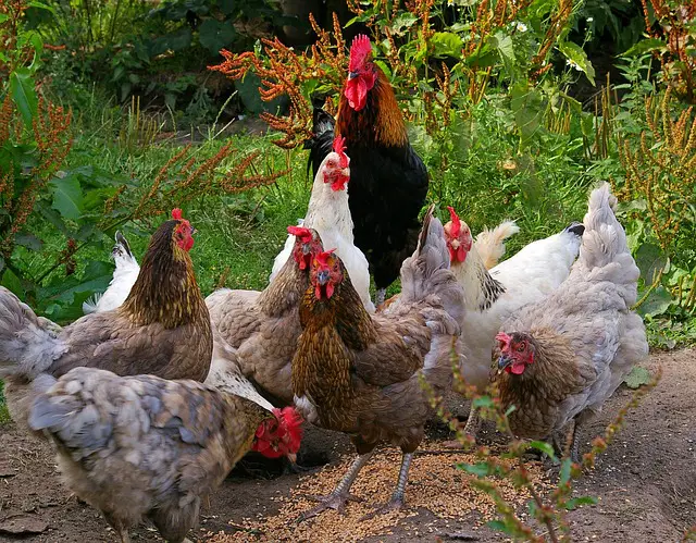 organic vs natural chicken