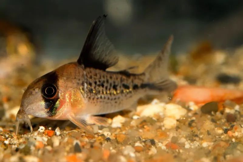 15 Animals that Start with X 4 Xingdu Corydoras Fish in Water