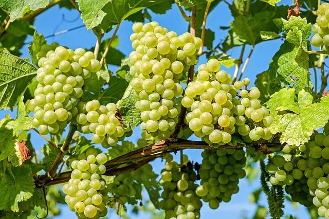 Organic vs Natural Foods: What’s the Difference? 1 natural vs organic foods