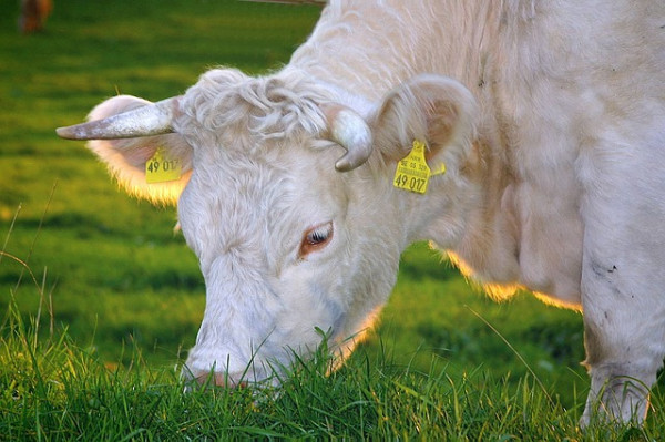 natural vs organic beef