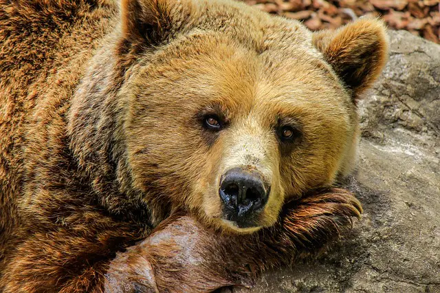 67 Fun, Interesting Bear Facts to Know 2 grizzly bear