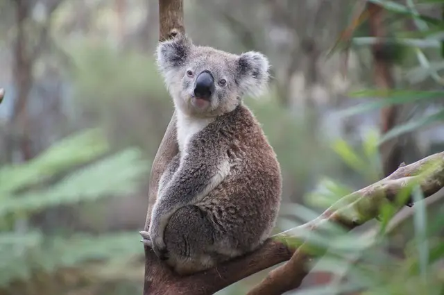 67 Fun, Interesting Bear Facts to Know 6 Koala Bears