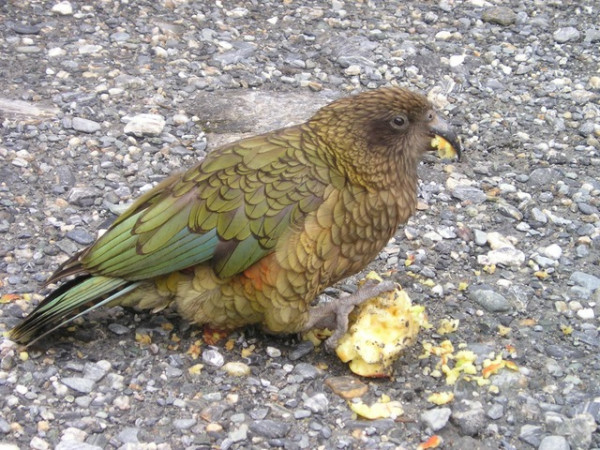 new zealand kea