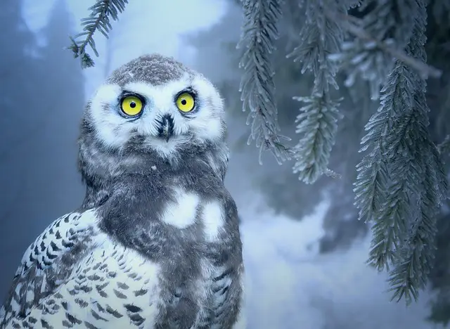 15 Three-Letter Animals You Need to Know 8 owl