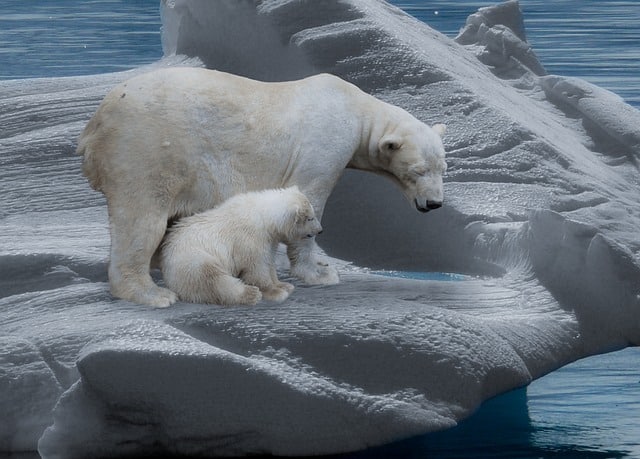 polar bear and her cub