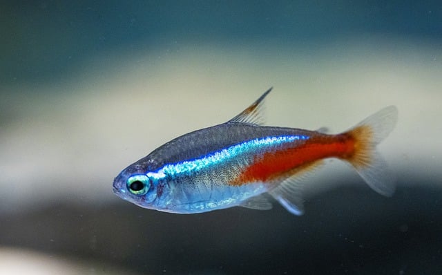 X-ray tetra fish