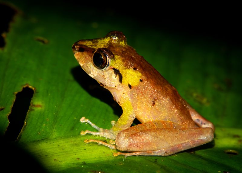 Xucaneb Robber Frog on a Leaf