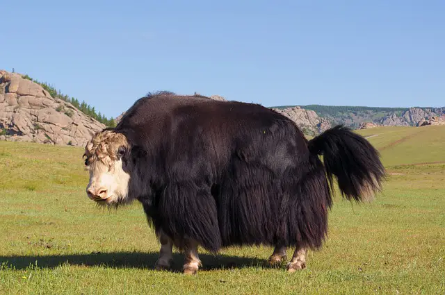 15 Three-Letter Animals You Need to Know 15 Three-Letter Animals You Need to Know