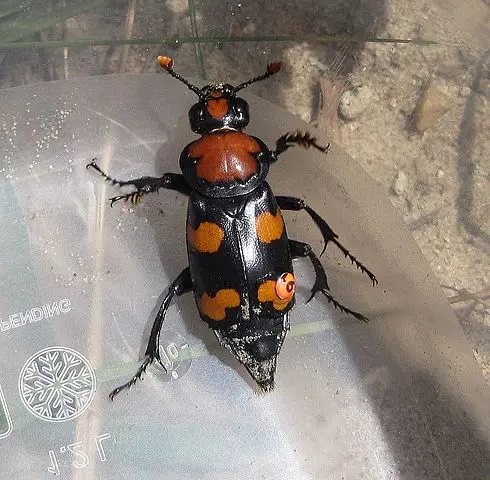 American Burying Beetle