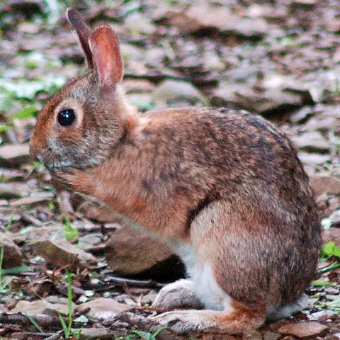 Appalachian Cottontail