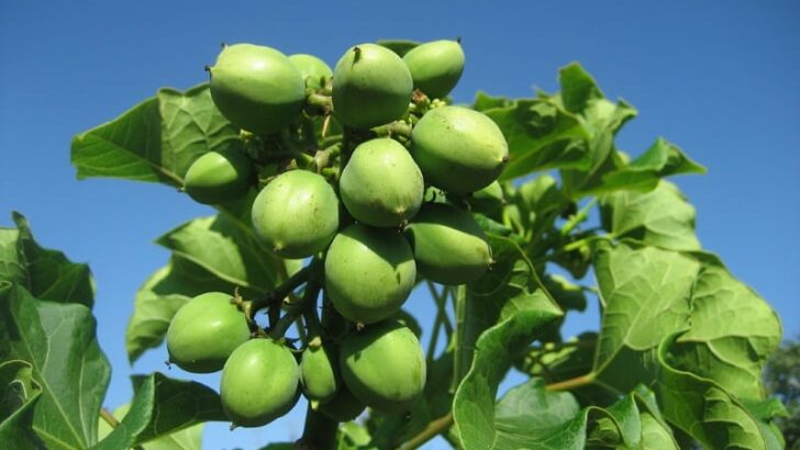 Jatropha Curcas in Kenya