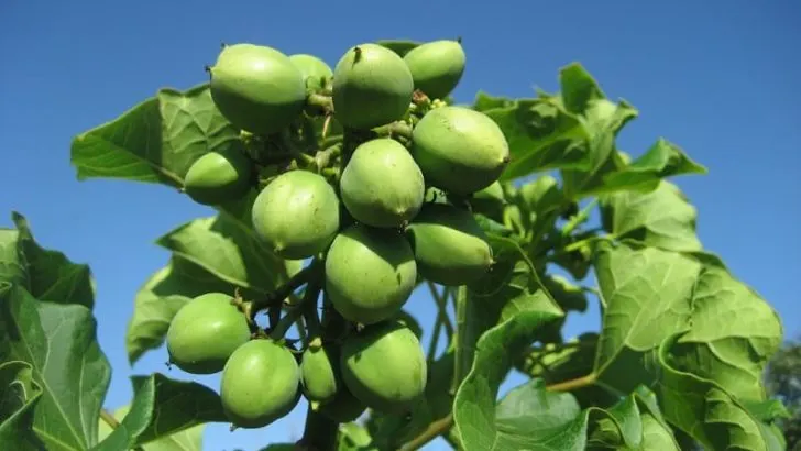 Jatropha Curcas in Kenya