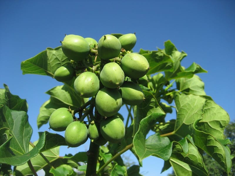 16 Important Pros and Cons of Biofuels to Know