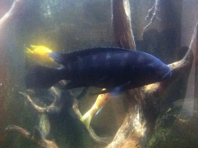 Black devil cichlid