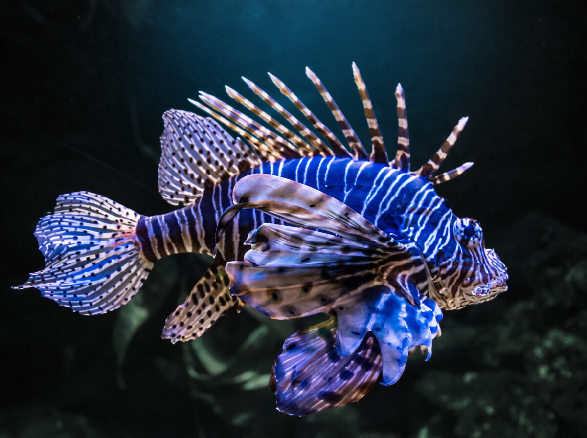 Exotic tropical Devil firefish, or common lionfish (Pterois miles)