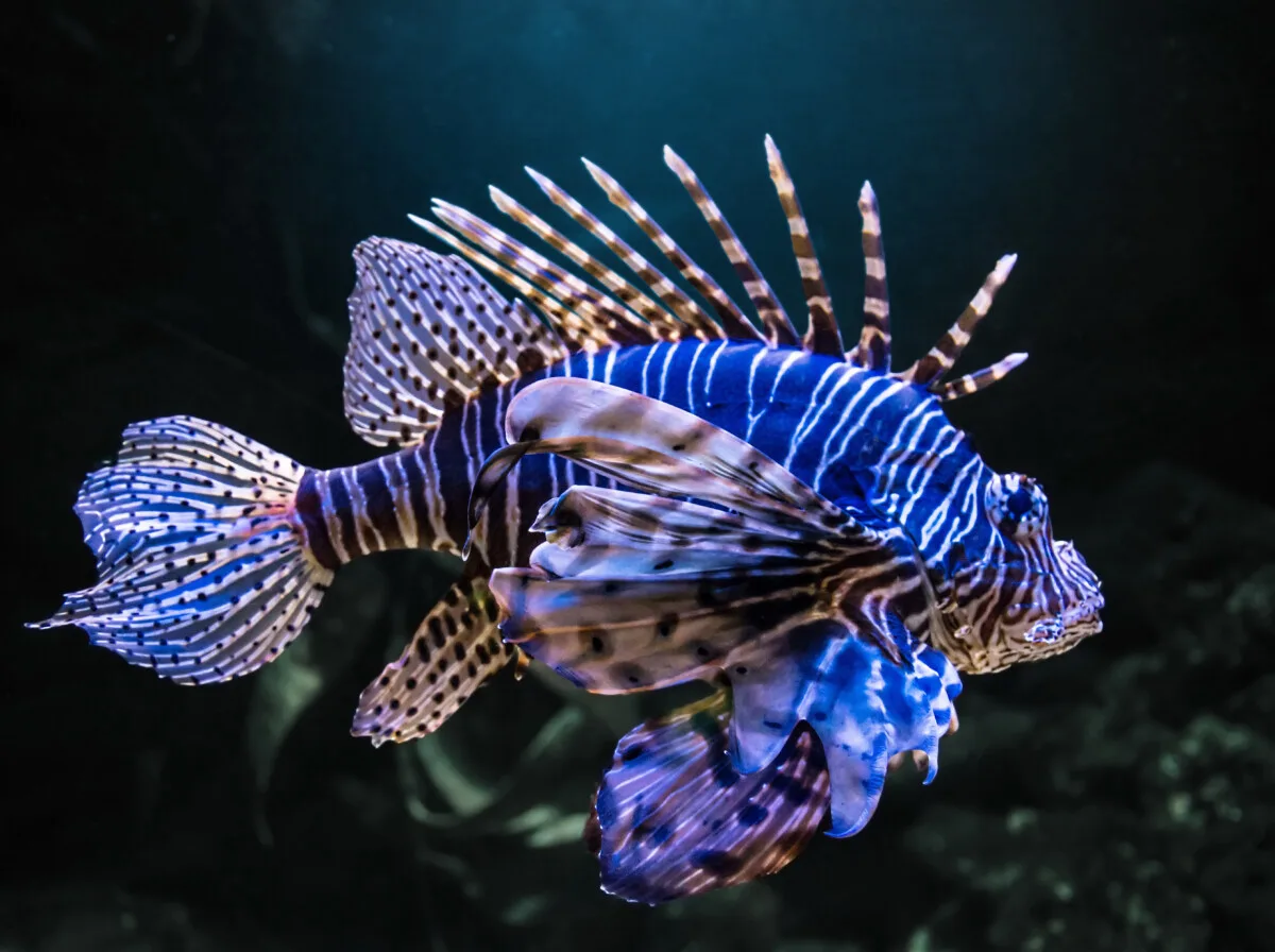 27 Fun and Interesting Devilfish Facts to Know 4 Exotic tropical Devil firefish, or common lionfish (Pterois miles)