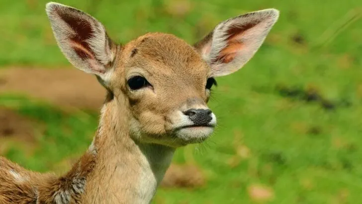 Are deer endangered species?