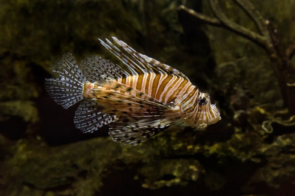 Common lionfish, devil firefish (Pterois miles).