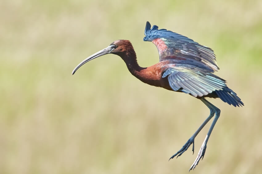 Bird with Long Beak and Legs