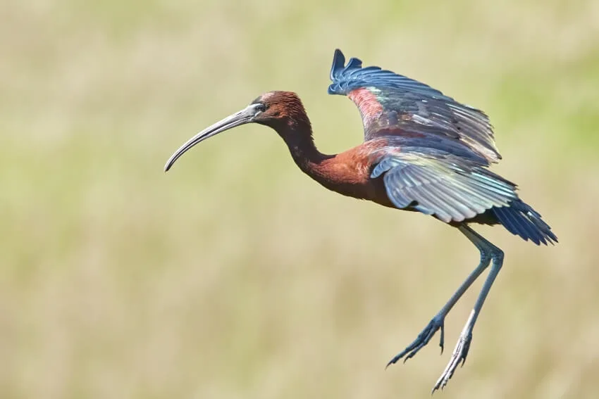 16 Animals that Start With I 16 Animals that Start With I