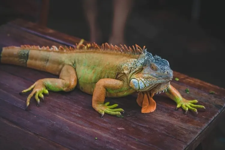 Iguana on a Table