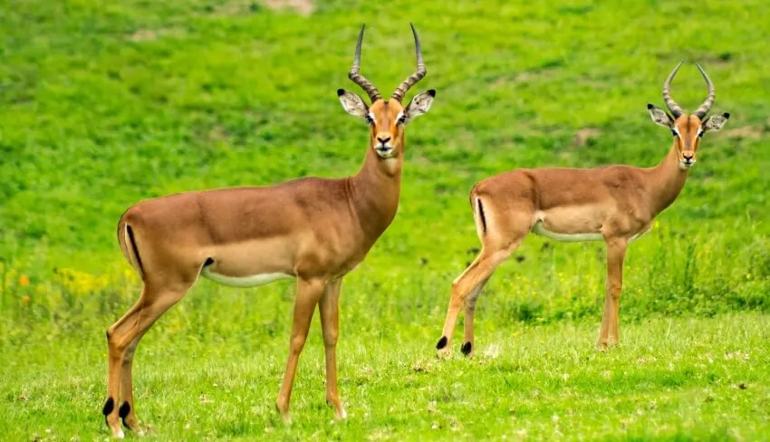 Two Impala Grazing