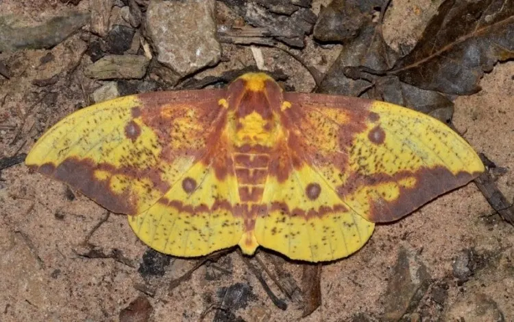 16 Animals that Start With I 5 Huge Yellow Moth
