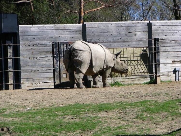 Indian Rhinoceros in Captivity