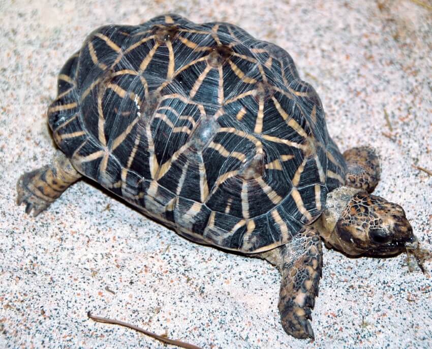 Tiny Indian Star Tortoise