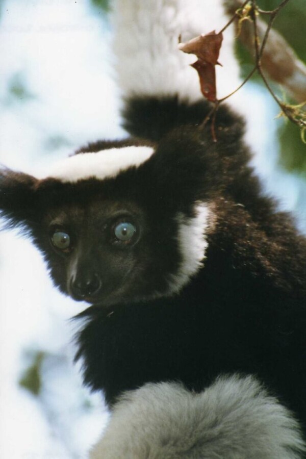 Indri Indri Hanging on a Tree