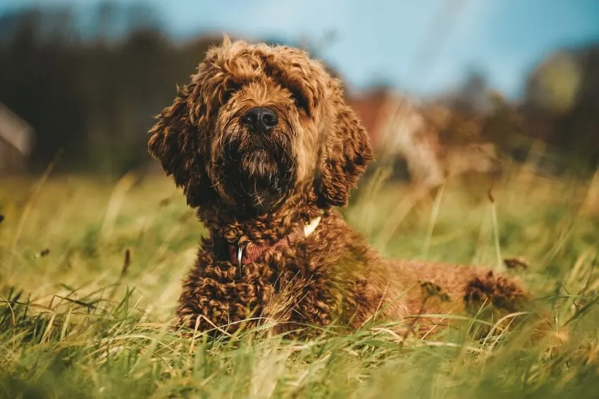 Irish Doodle Laying on the Grass